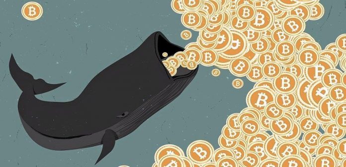 crypto-whale-bitcoin
