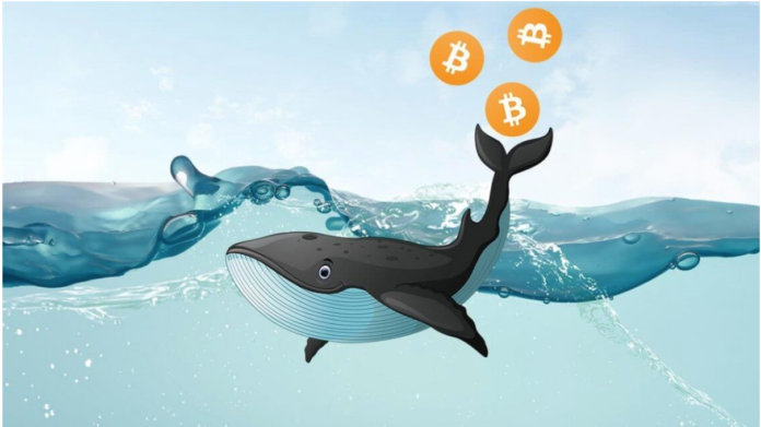 bitcoin-balina-sayisinda-buyuk-yukselis bitcoin-balina-sayisinda-buyuk-yukselis