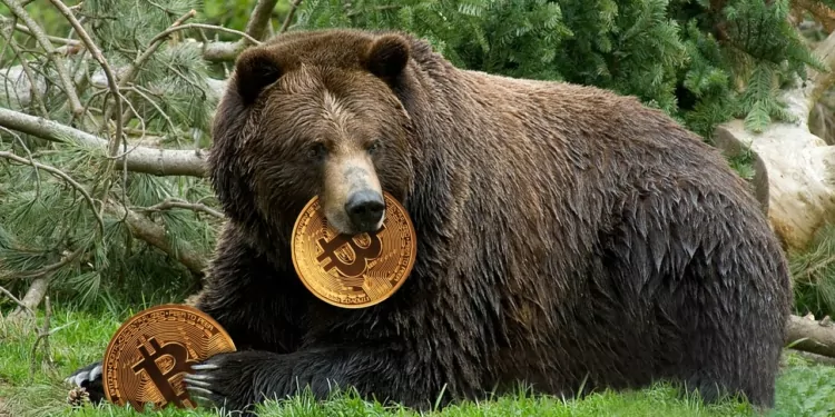 Bitcoin Ayı Piyasası
