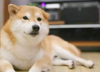 Türkiye'de Dogecoin Vurgunu