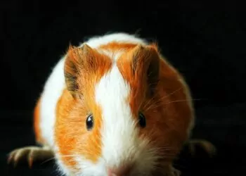 Kripto Para Ticaretinde Hamster!