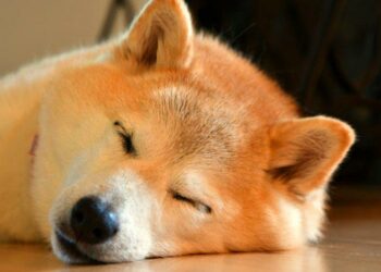 Shiba Inu Amazon’da Kullanılacak mı?