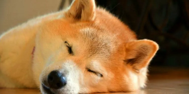 Shiba Inu Amazon’da Kullanılacak mı? 1 Shiba Inu Amazon’da Kullanılacak mı?