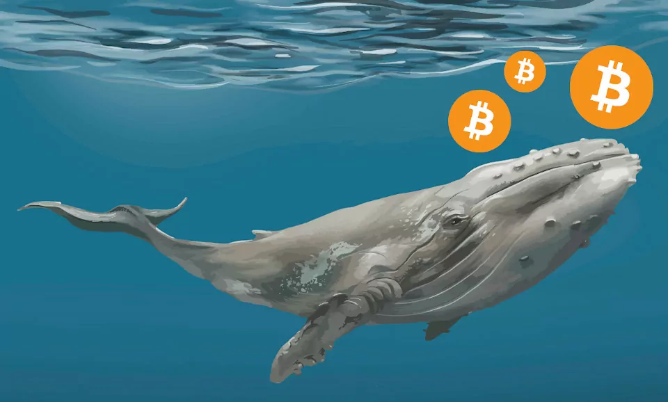 bitcoin fiyatı düşüyor! balinalar düşüşte bitcoin satıyor mu? balina