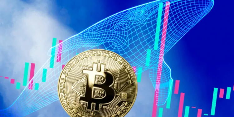 Bitcoin Fiyatı Düşüyor! Balinalar Düşüşte Bitcoin Satıyor mu? 1 Bitcoin Fiyatı Düşüyor! Balinalar Düşüşte Bitcoin Satıyor mu?