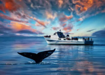 1 Numaralı BNB Balinası Cüzdanına 140 Milyar SHIB Ekledi!