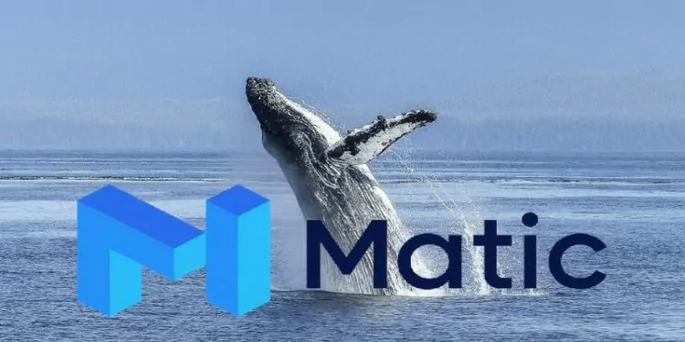 28 Milyon MATIC Balinalar Tarafından Alındı ve Satıldı 1 28 Milyon MATIC Balinalar Tarafından Alındı ve Satıldı
