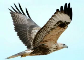 Şahin Duruş Nedir?