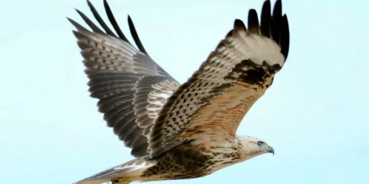 Şahin Duruş Nedir? 1 Şahin Duruş Nedir?