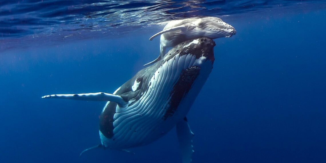 ethereum balinaları lrc ile ticaret yapıyor w
