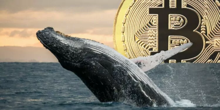 Bitcoin Balinaları Biriktirmeye Devam Ediyor 1 Bitcoin Balinaları Biriktirmeye Devam Ediyor