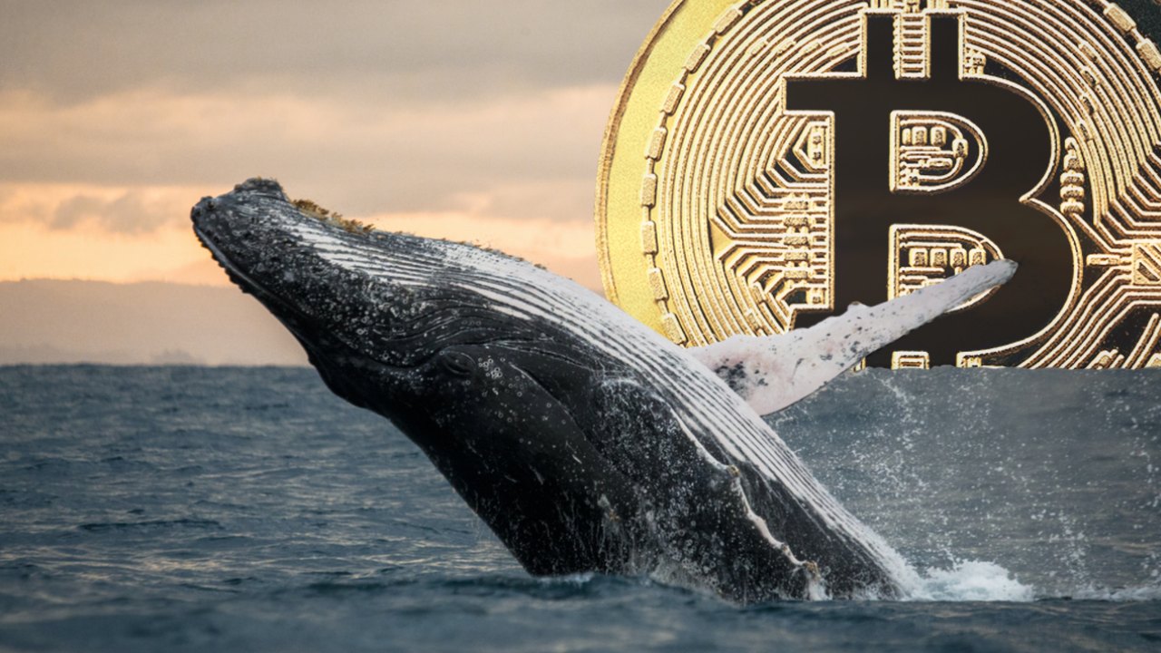 bitcoin balinası 787 bitcoin daha aldı! bitcoin balinalari biriktirmeye devam ediyor