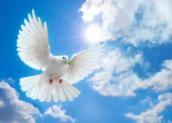 Güvercin Duruş Nedir?