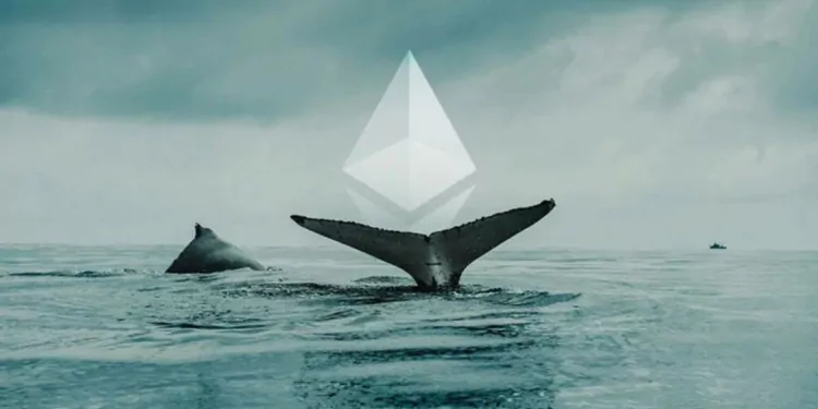 Ethereum Balinaları Shiba Inu ve FTX Token Tutuyor!