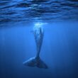 balinalar hangi altcoin'lerde toplanıyor? 15