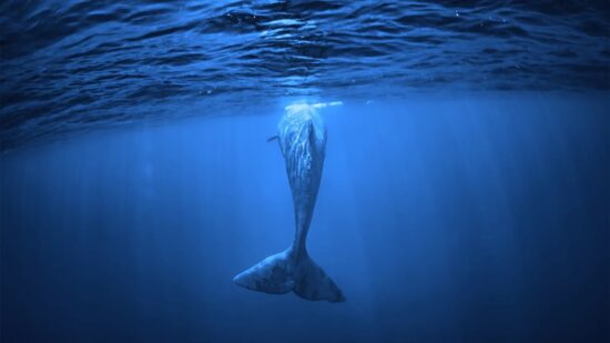 balinalar hangi altcoin'lerde toplanıyor? 15