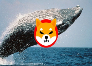 Shiba Inu Toplamaya Devam!