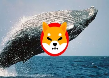 Shiba Inu Toplamaya Devam!