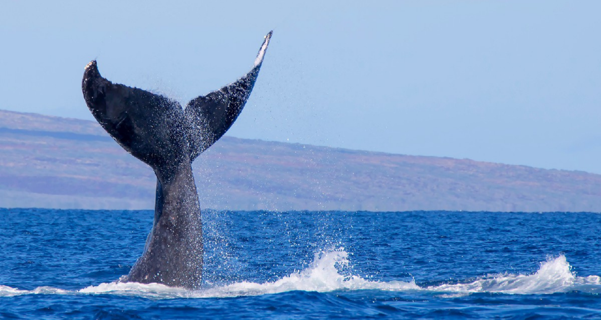 Balinalar Harekete Geçti! SHIB, MATIC ve AAVE Satın Alıyorlar