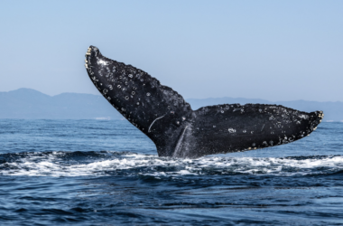 eth balinaları, 850 milyon dolar değerinde ftx tokeni aldı 7