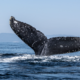 eth balinaları, 850 milyon dolar değerinde ftx tokeni aldı 7