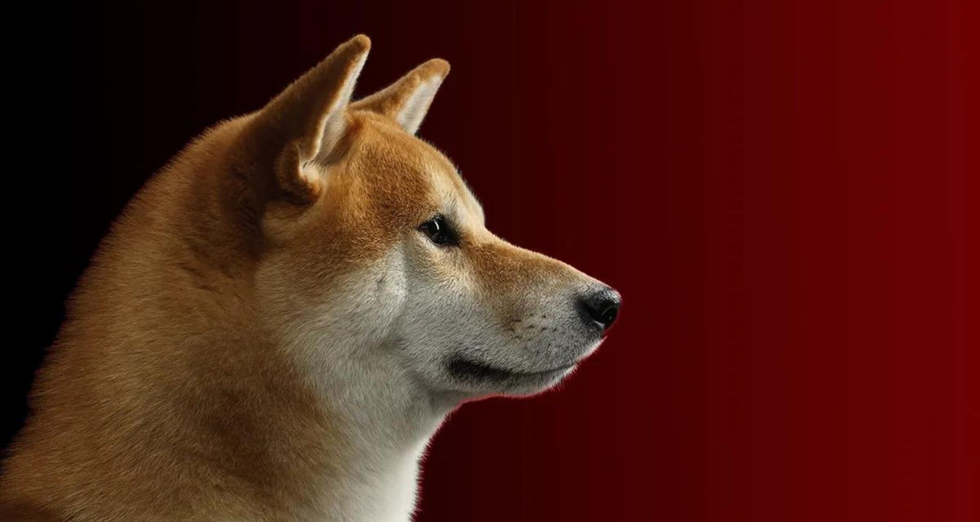 Shiba Inu’da Gizemli Satın Alma!