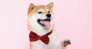 Dikkat Çeken Tahminler, "SHIBA INU ve DOGECOIN" Nasıl İlerliyor? 19 2