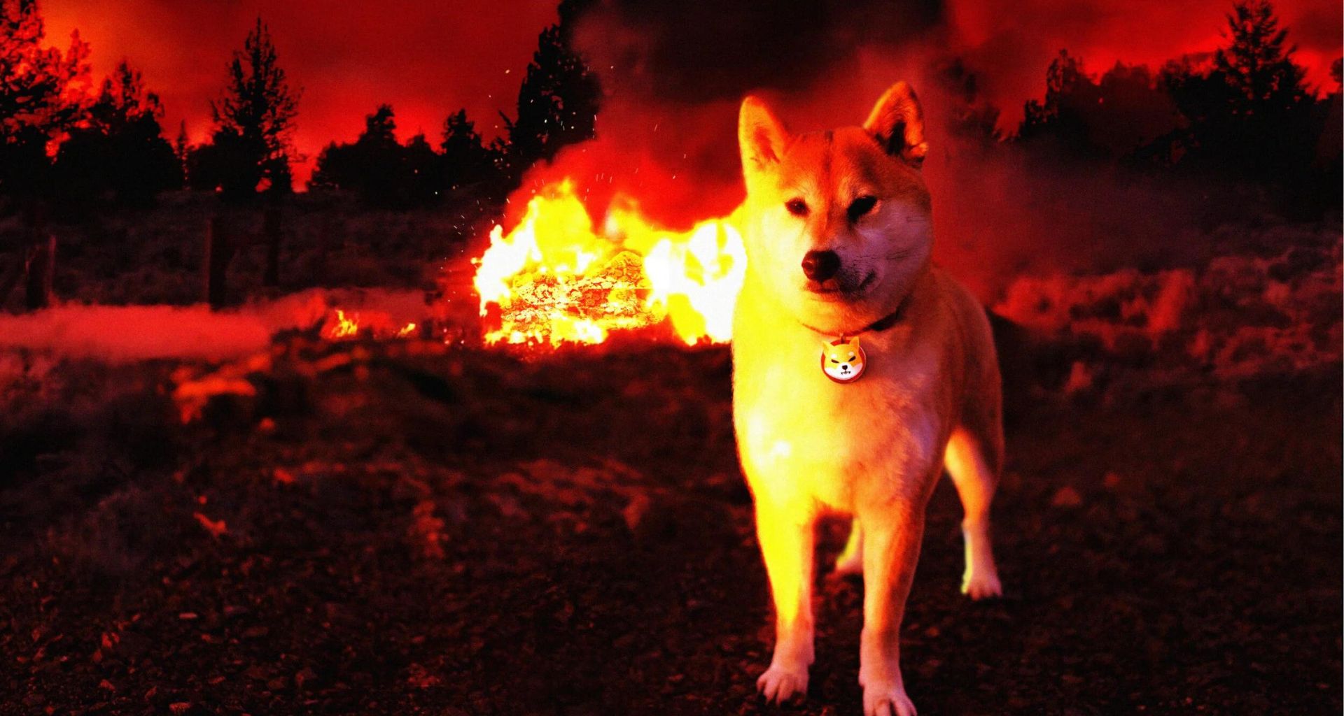 Temmuz’dan Bu Yana 5,3 Milyardan Fazla Shiba Inu (SHIB) Yakımı Gerçekleşti