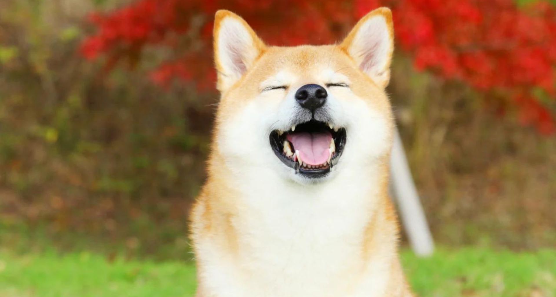 Shiba Inu, Haftanın En Karlı Varlıkları Listesinde İlk 3’de!