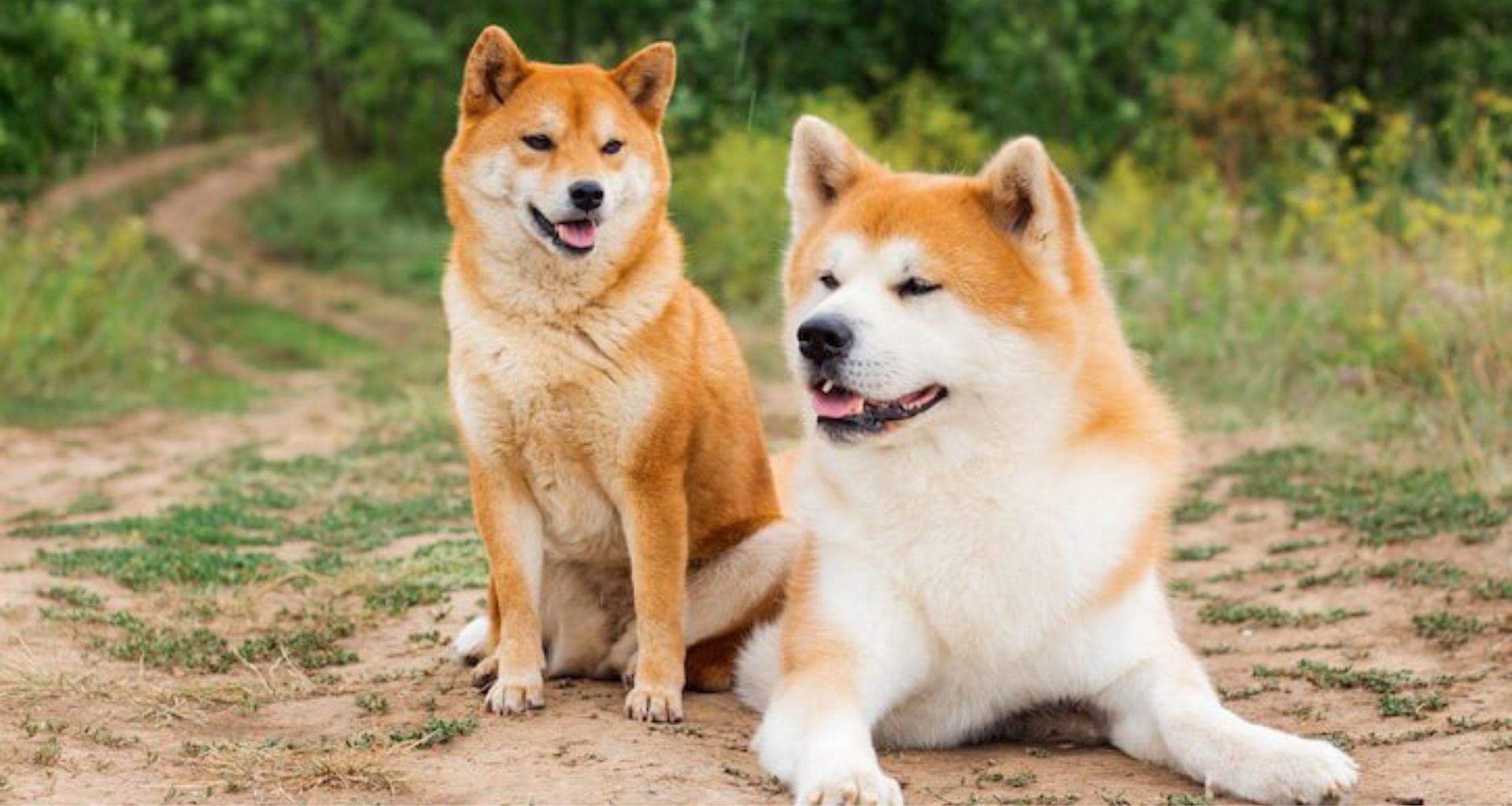 Shiba Inu ve Dogecoin Çift Haneli Rakamlardan Devam Ediyor!