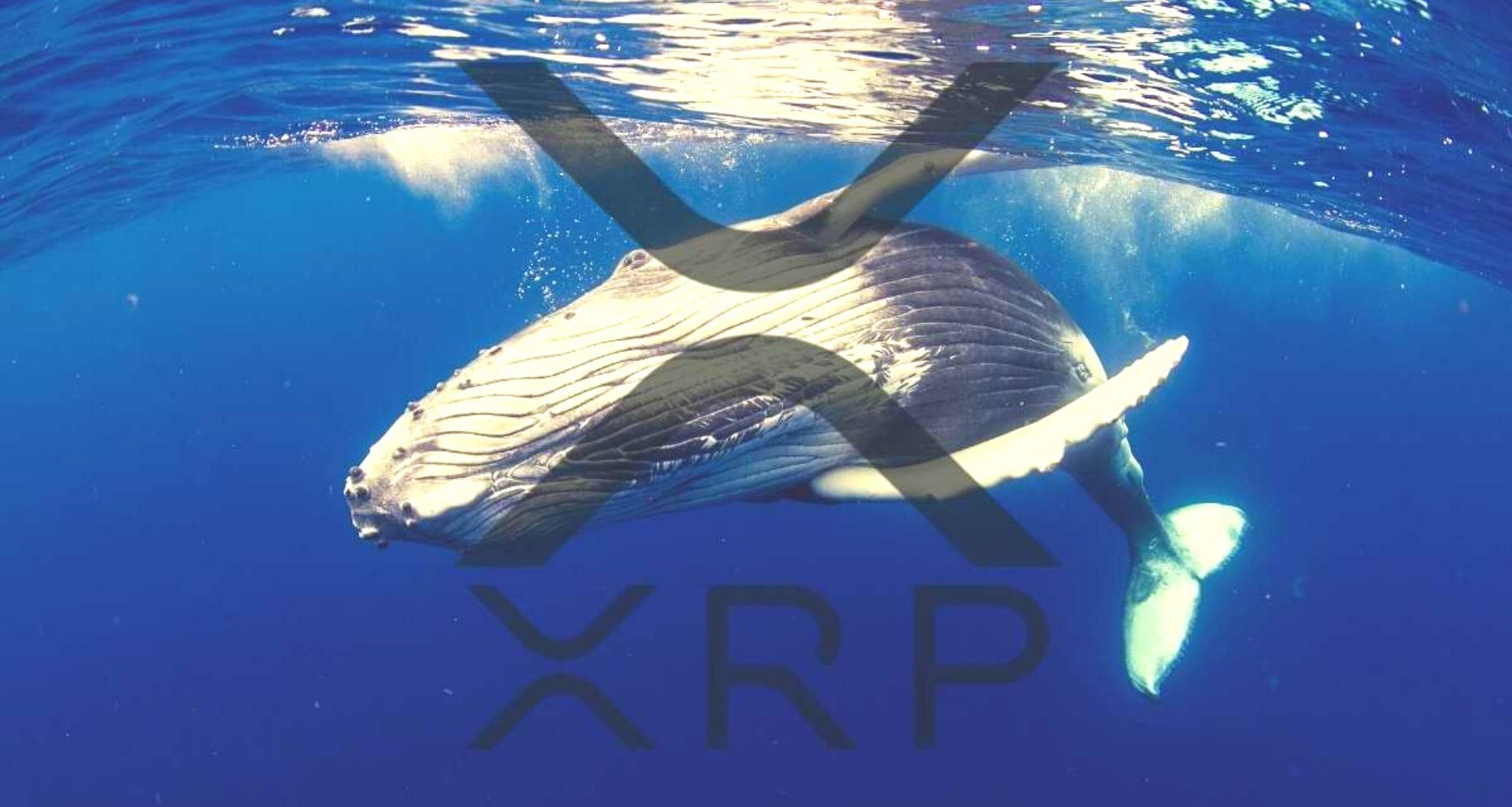 636 Milyon XRP Transfer Edildi!