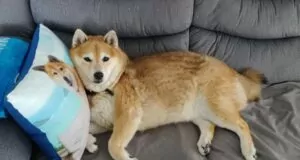 ABD'nin En Büyük 3. Mobilya Perakendecisi Shiba Inu'yla Ödeme Alacak! abdnin en buyuk 3 mobilya perakendecisi shiba inuyla odeme alacak