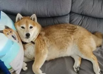 ABD’nin En Büyük 3. Mobilya Perakendecisi Shiba Inu’yla Ödeme Alacak!