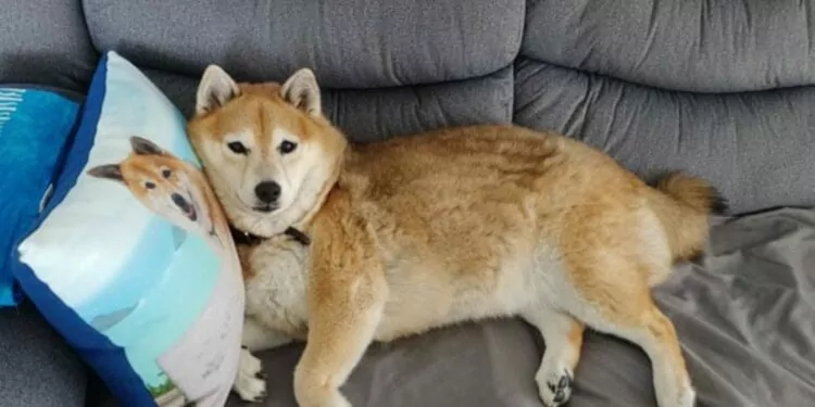 Shiba Inu Ne Kadar Olacak? SHIB Analiz 1 ABD’nin En Büyük 3. Mobilya Perakendecisi Shiba Inu’yla Ödeme Alacak!