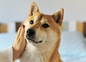 Shiba Inu Kan Kaybediyor!