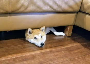 Shiba Inu Kan Kaybediyor!