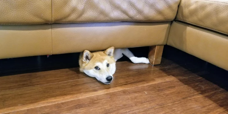 Shiba Inu Kan Kaybediyor!