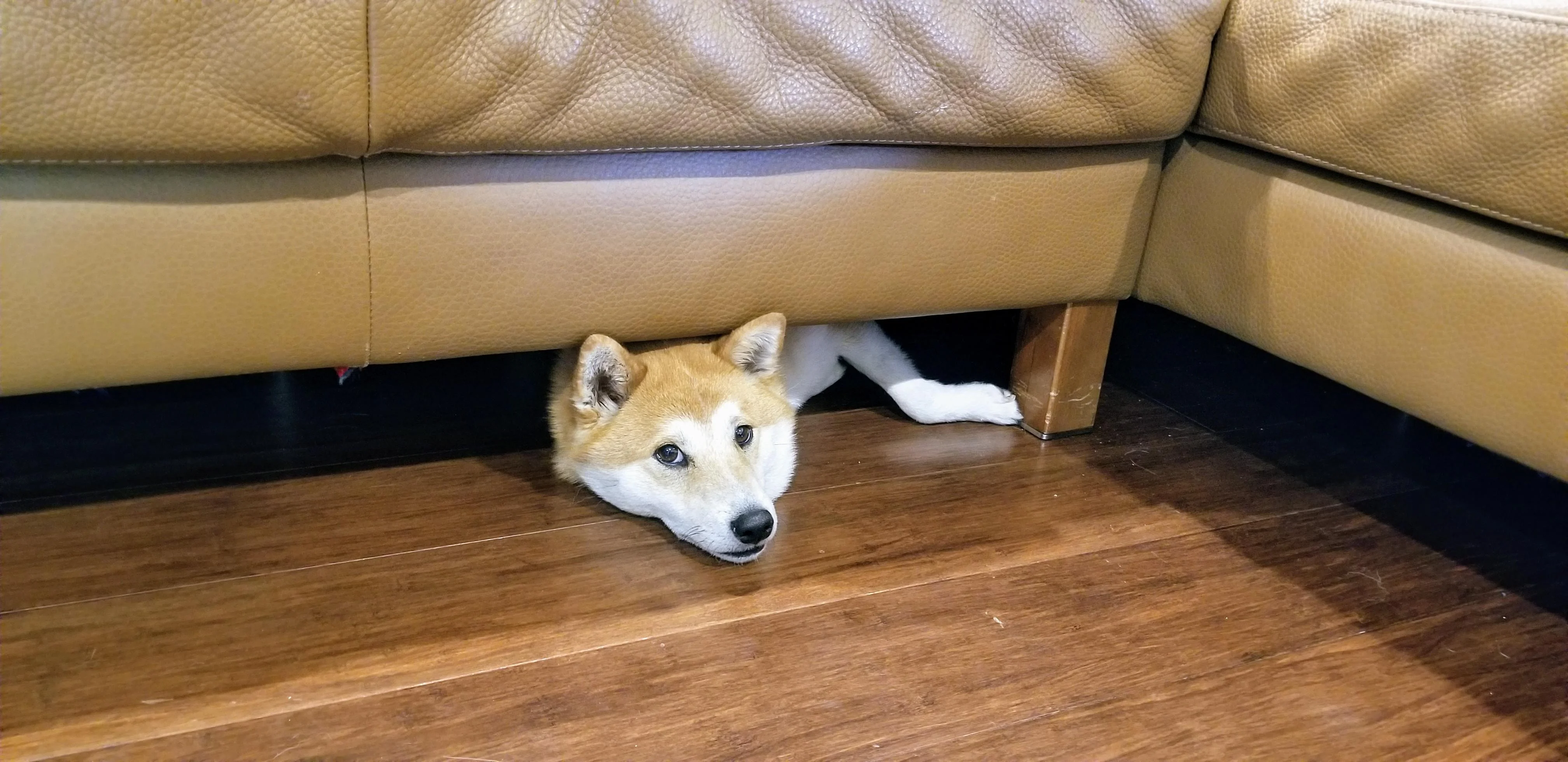 shib