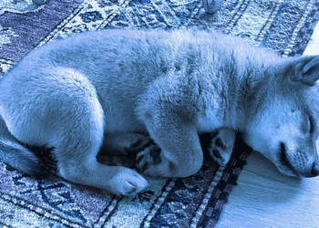 FLOKI, Bir Gecede %62 Artarak Misk Yakıtlı Ralliye Devam Ediyor