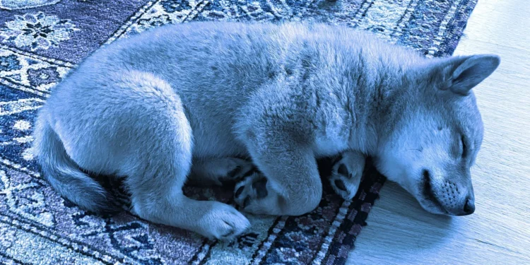 FLOKI, Bir Gecede %62 Artarak Misk Yakıtlı Ralliye Devam Ediyor